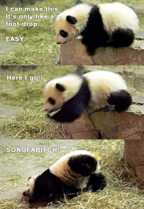 Cute panda - meme
