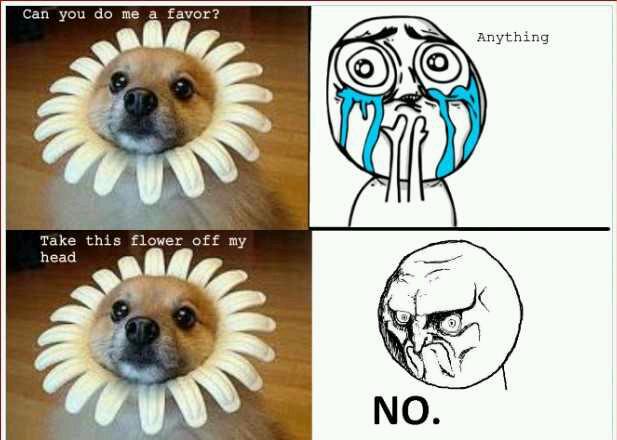 no. you stay a flower - meme