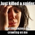 spiders