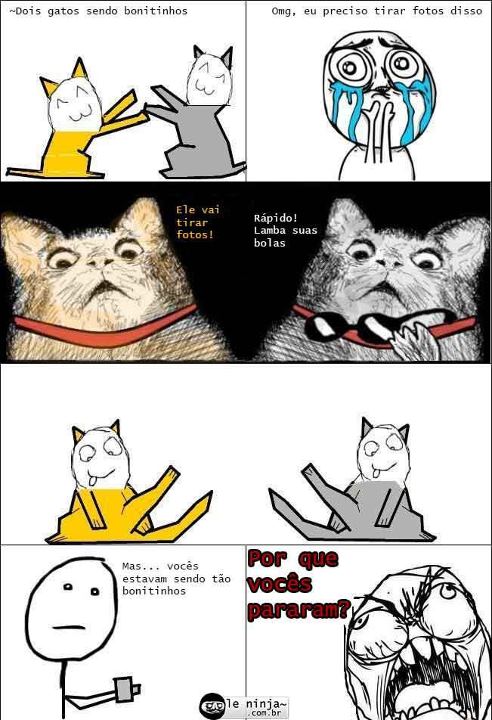 gatos - meme