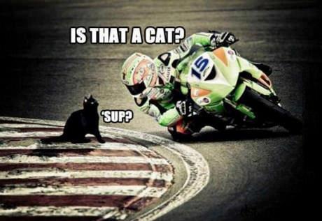 kitty is racing - meme