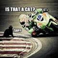 kitty is racing