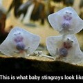 Baby stingrays