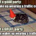 this cat knows how to party