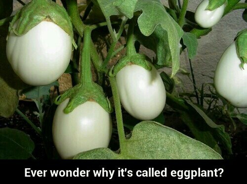 Eggplant - meme