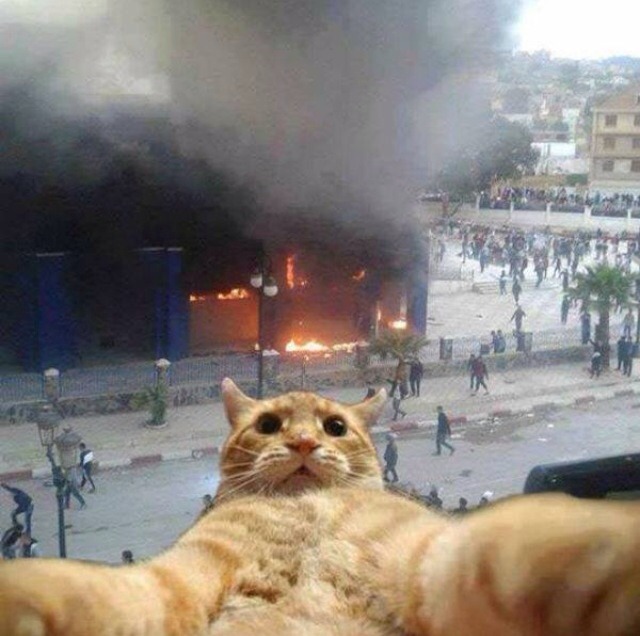 cat selfie - meme