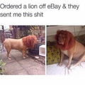 Who orders a lion?