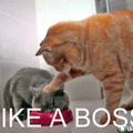 Like a Boss 1