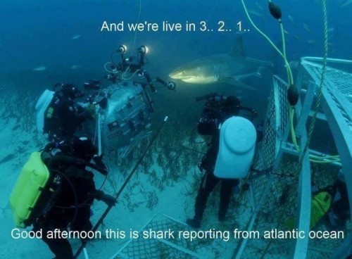 And Now We Cross To Shark Live. Shark, Where Are You Today? - meme