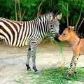 rare Zebra  born in Mexico