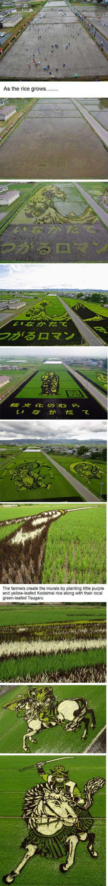 rice field art - meme