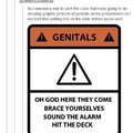 genitals