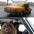Bear on traffic