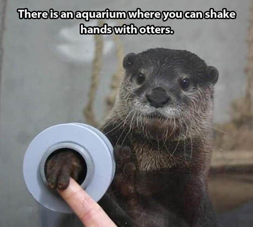 I like otters - meme