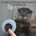 I like otters