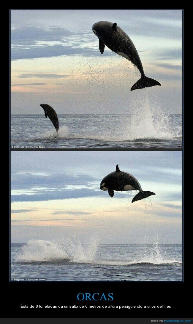 Orcas - meme