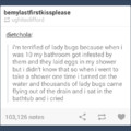 Lady bugs