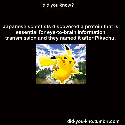PIKACHUPIN - meme
