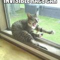 race cat