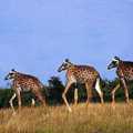 giraffes without neck...ogw
