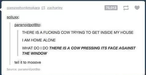 cows go moo  - meme
