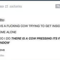 cows go moo 