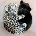 bébés panthère et léopard