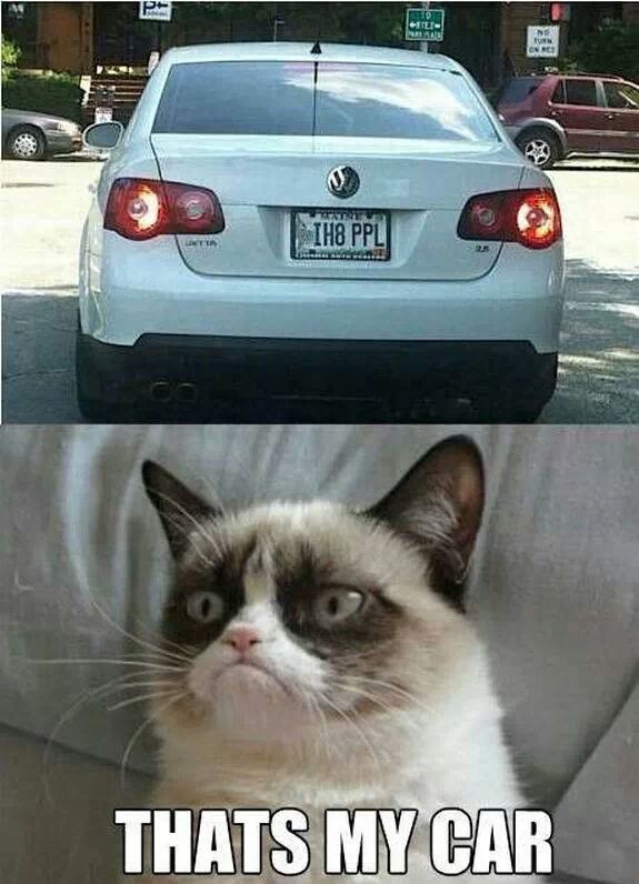 Grumpy cat is back guys... :) - meme