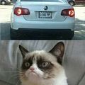 Grumpy cat is back guys... :)