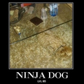 Ninja dawg