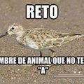 te reto.....