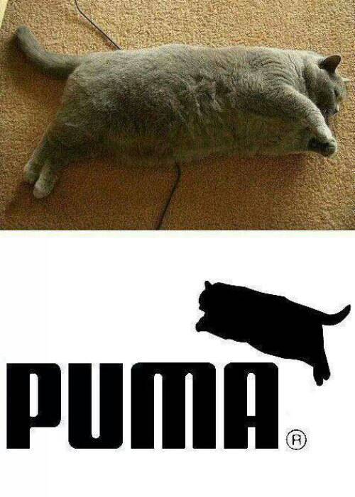 Puma 'Merica - meme