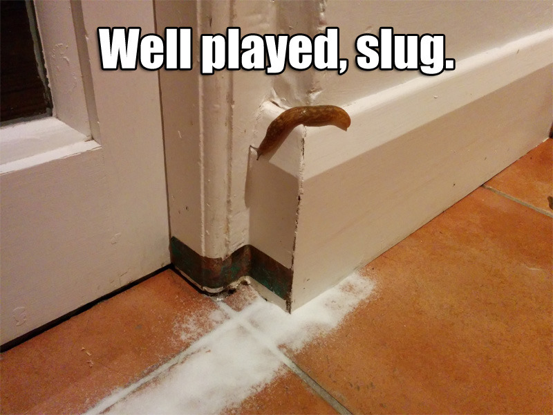 For some reason this slug doesn't like my cocaine... what a dick. - meme