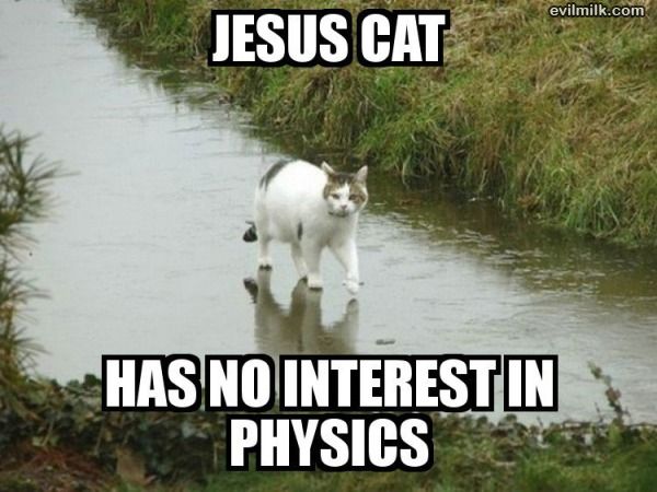 Jesus cat - meme