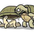Naughty tortoises