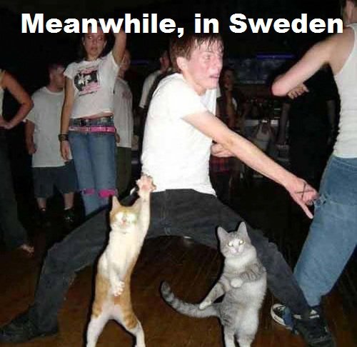 I want a swedish cat to rave with - meme