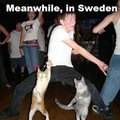 I want a swedish cat to rave with