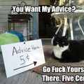 Lol cats say the darndest things