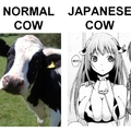 normal cow vs japanese cow