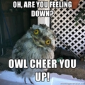 Feels Owl