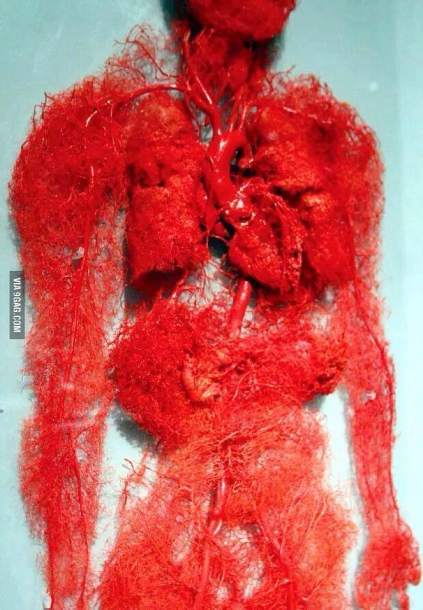 How many veins in our body - meme