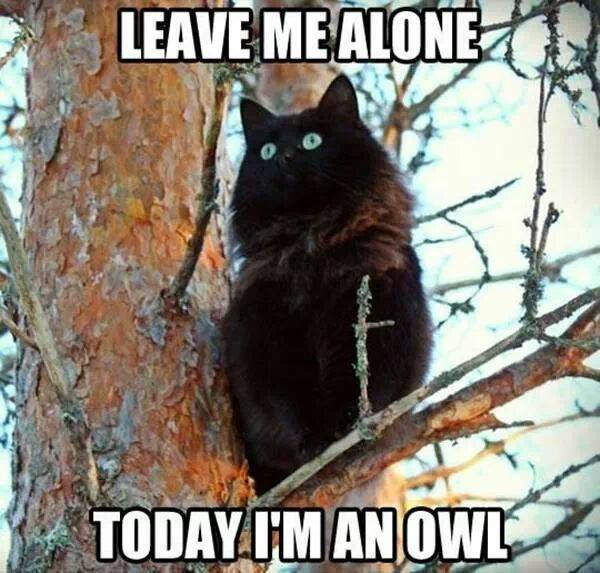 owl - meme
