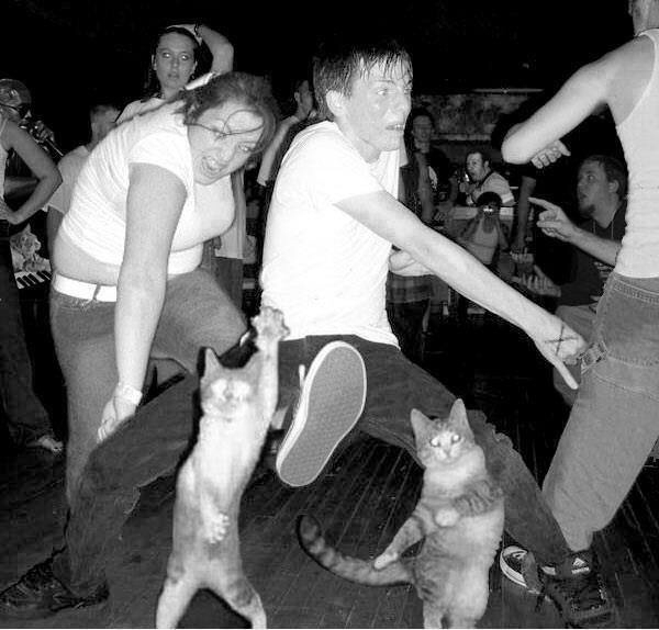 Estos gatos si q saben bailar - meme