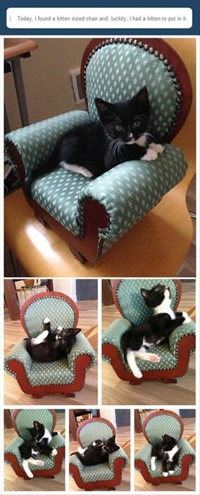 awwww, i want a kitten chair - meme