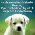 dog advice on life