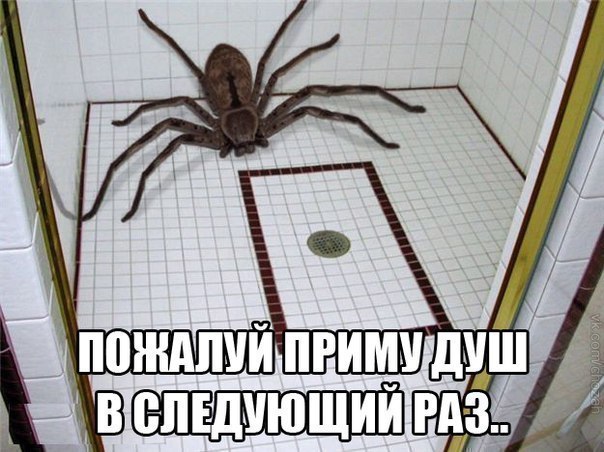 этот паук - мой друг :D - meme