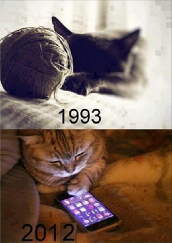 los gatos evoluciónan - meme