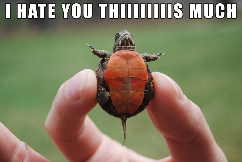 turtles gonna turtle  - meme