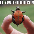 turtles gonna turtle 