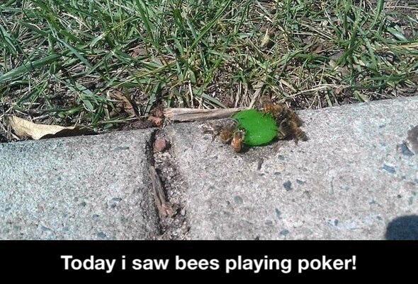 Bees playing poker - meme